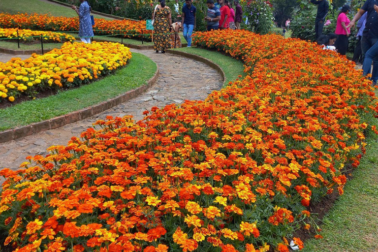 Kandy: Nuwara Eliya and Ambewela Train Station Tour