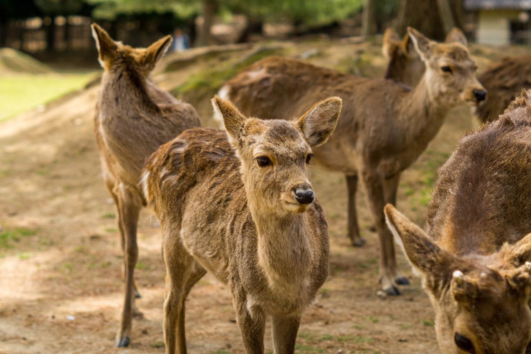 Kyoto & Nara Private Tour with English Speaking Guide