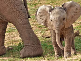 Half-day safari from Addo village