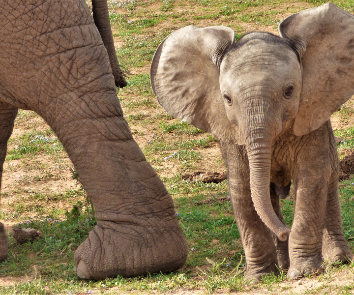 Addo National Park: Guided Half-Day Safari