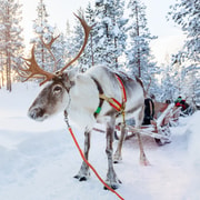Levi: Reindeer Experience with Sleigh Ride