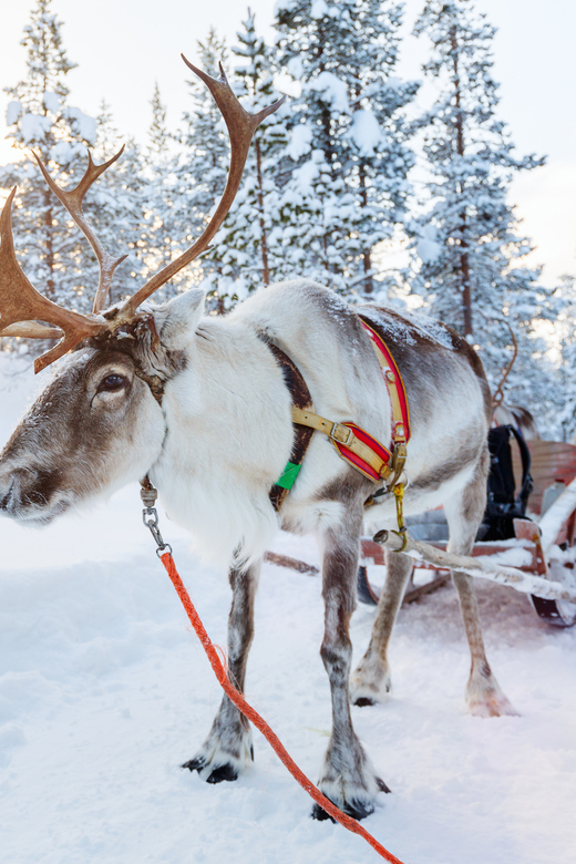 レヴィ：トナカイとソリに乗る体験をお楽しみください | GetYourGuide