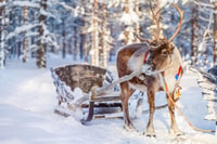 Levi, traditionelle Reindeer Farm Visit & Sled Ride - Hizvo