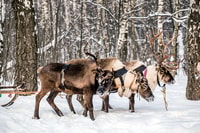 Levi, traditionelle Reindeer Farm Visit & Sled Ride - Hizvo
