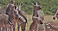 Parque Nacional Addo Elephant, Tour de safari de día completo con almuerzo - Housity