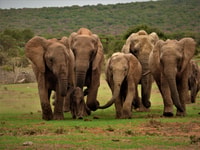 Parque Nacional Addo Elephant, Tour de safari de día completo con almuerzo - Housity