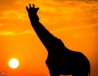 Von St Lucia, iSimangaliso Sunset Safari - Hizvo