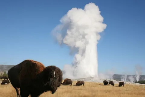 From Cody: Full-Day Yellowstone National Park Tour