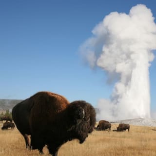 From Cody: Full-Day Yellowstone National Park Tour