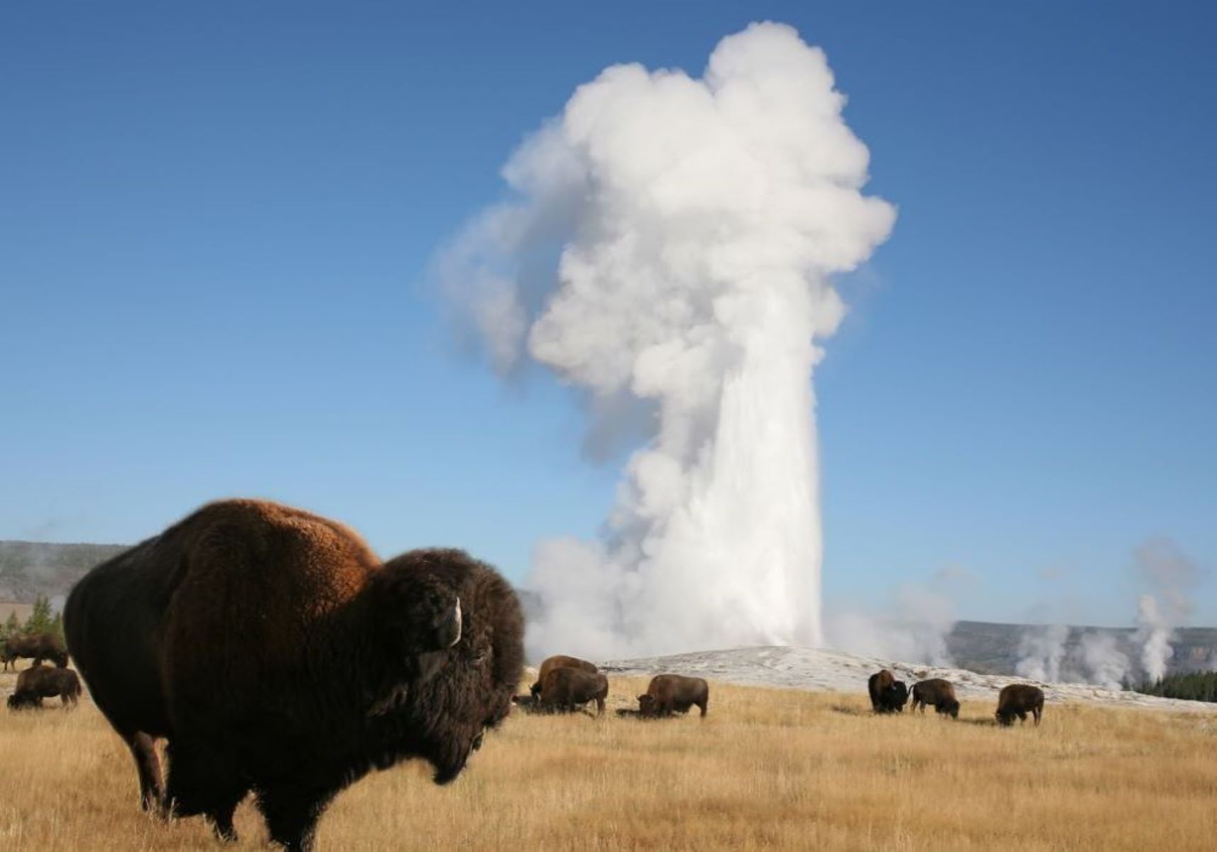 Ab Cody: Ganztagestour durch den Yellowstone National Park