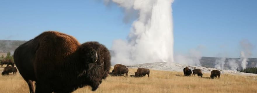 Au départ de Cody : visite d'une jounée du parc national de Yellowstone