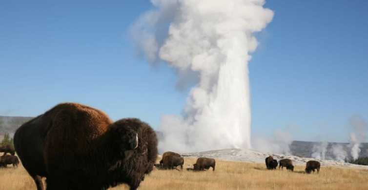 From Cody Full Day Yellowstone National Park Tour GetYourGuide