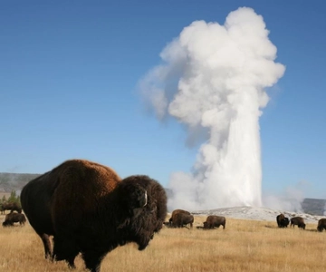 Ab Cody: Ganztagestour durch den Yellowstone National Park