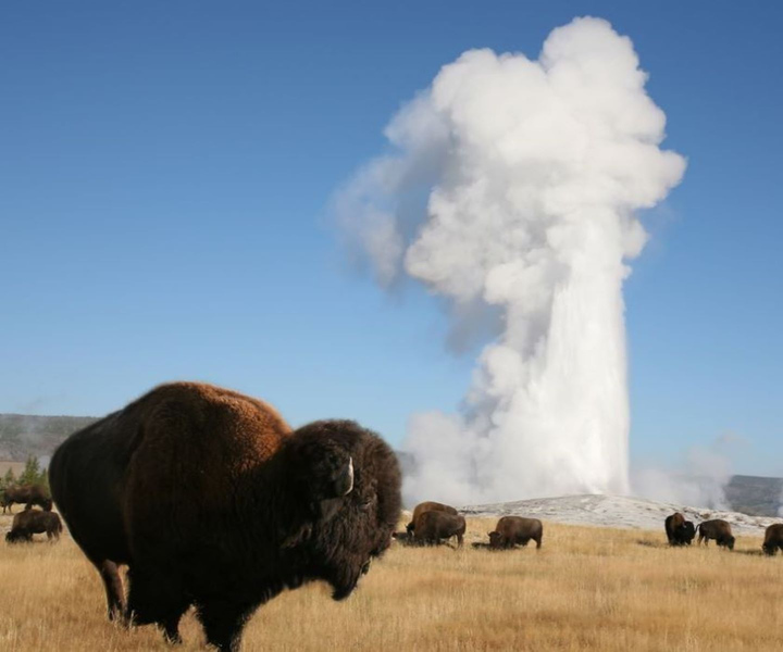 From Cody: Full-Day Yellowstone National Park Tour