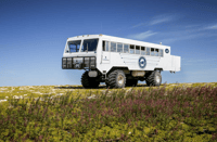 Churchill, Exclusiva excursión de un día a Tundra Buggy - Hizvo