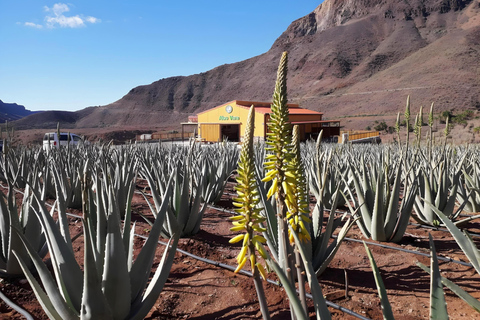 Gran Canaria: Eco Adventure 4x4 Tour with Local Guide