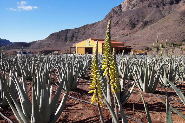 Gran Canaria: Eco Adventure 4x4 Tour with Local Guide