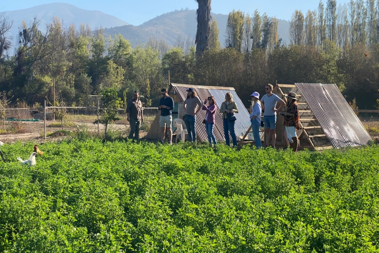Desde Santiago: recorrido por los viñedos del valle del Maipo