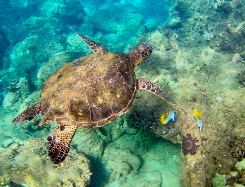 South Maui: Snorkeling Tour for Non-Swimmers in Wailea Beach | GetYourGuide