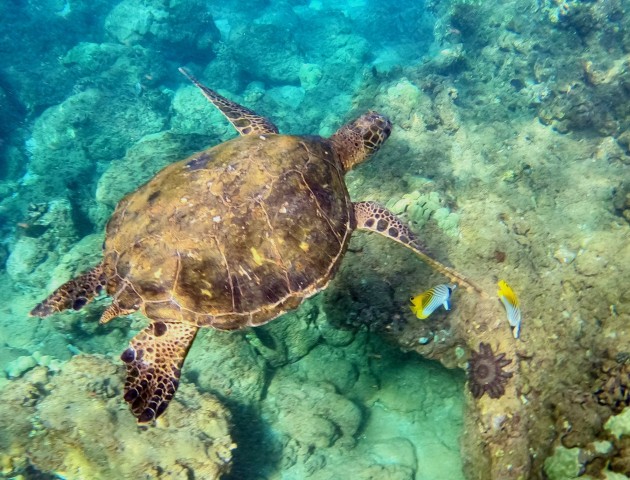 Visit Wailea Beach Snorkeling Tour for Non-Swimmers & Beginners in Maui