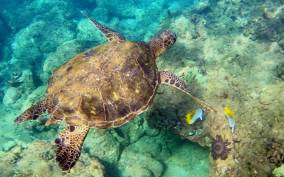 Wailea Beach: Snorkeling Tour for Non-Swimmers & Beginners