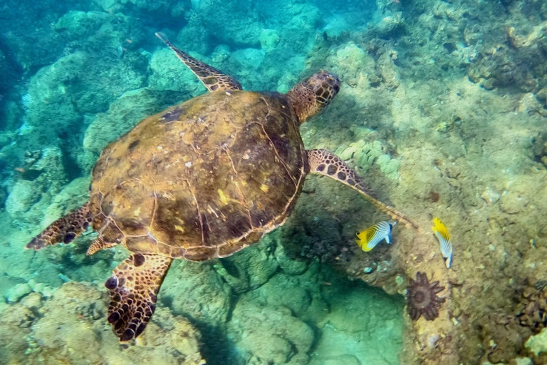 Maui: excursion de plongée en apnée pour les non-nageurs à Kihei