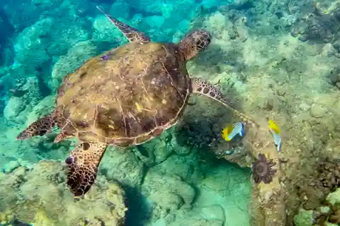 Spiaggia di Wailea: Tour di snorkeling per non nuotatori e principianti