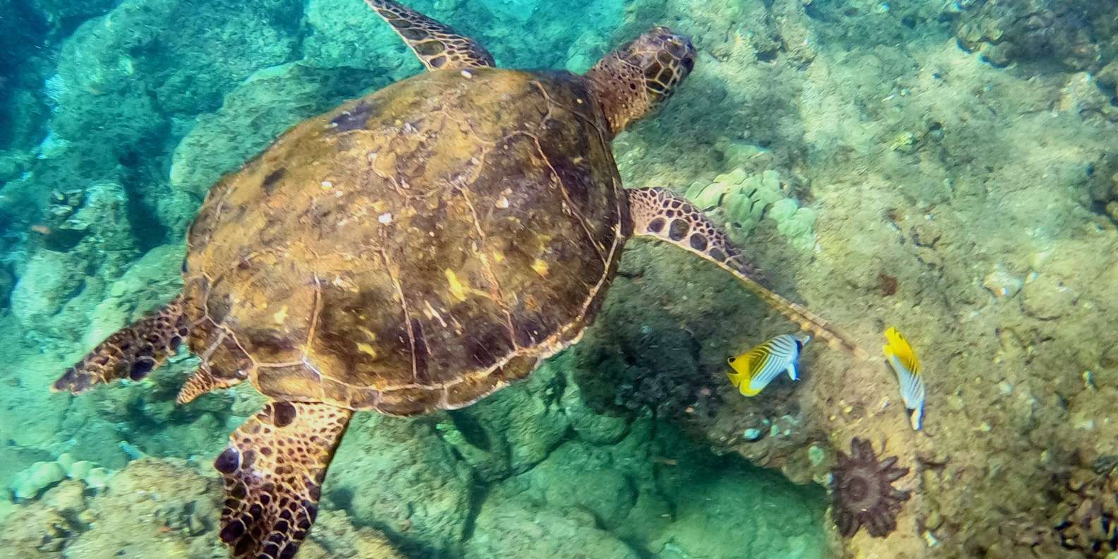 South Maui: Snorkeling Tour for Non-Swimmers in Wailea Beach