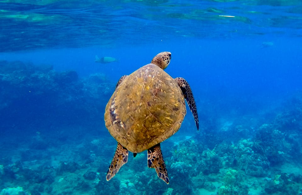 South Maui: Snorkeling Tour for Non-Swimmers in Wailea Beach | GetYourGuide