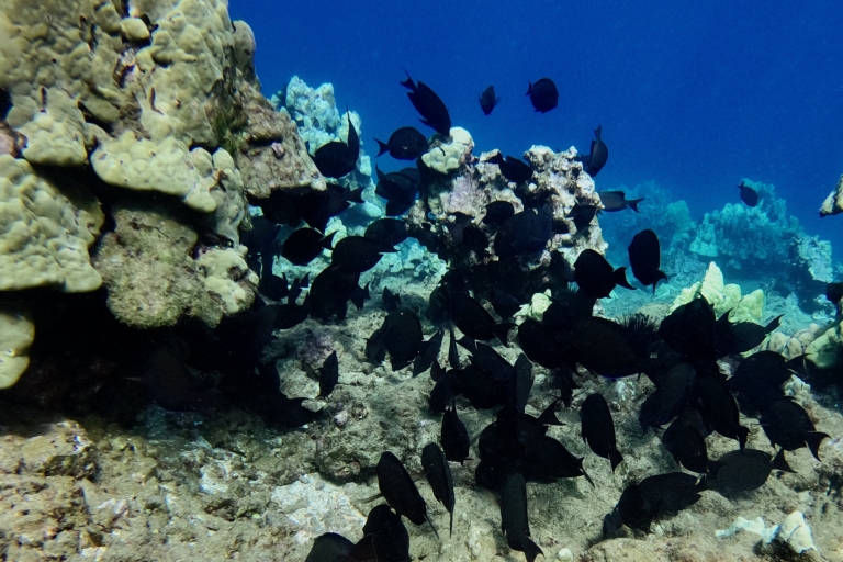 Maui: Snorkeling Tour dla osób nie umiejących pływać w Kihei