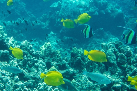 Maui: Snorkeling Tour dla osób nie umiejących pływać w Kihei