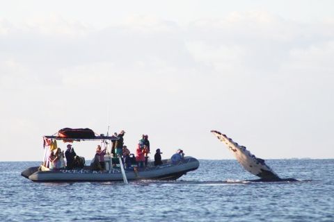 Maui: Walbeobachtungstour mit Meeresnaturführer