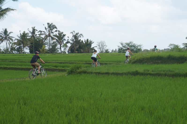 Kuta Kintamani Culture And Nature Guided Cycling Tour Getyourguide