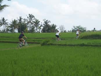 Kuta: Kintamani Culture and Nature Guided Cycling Tour