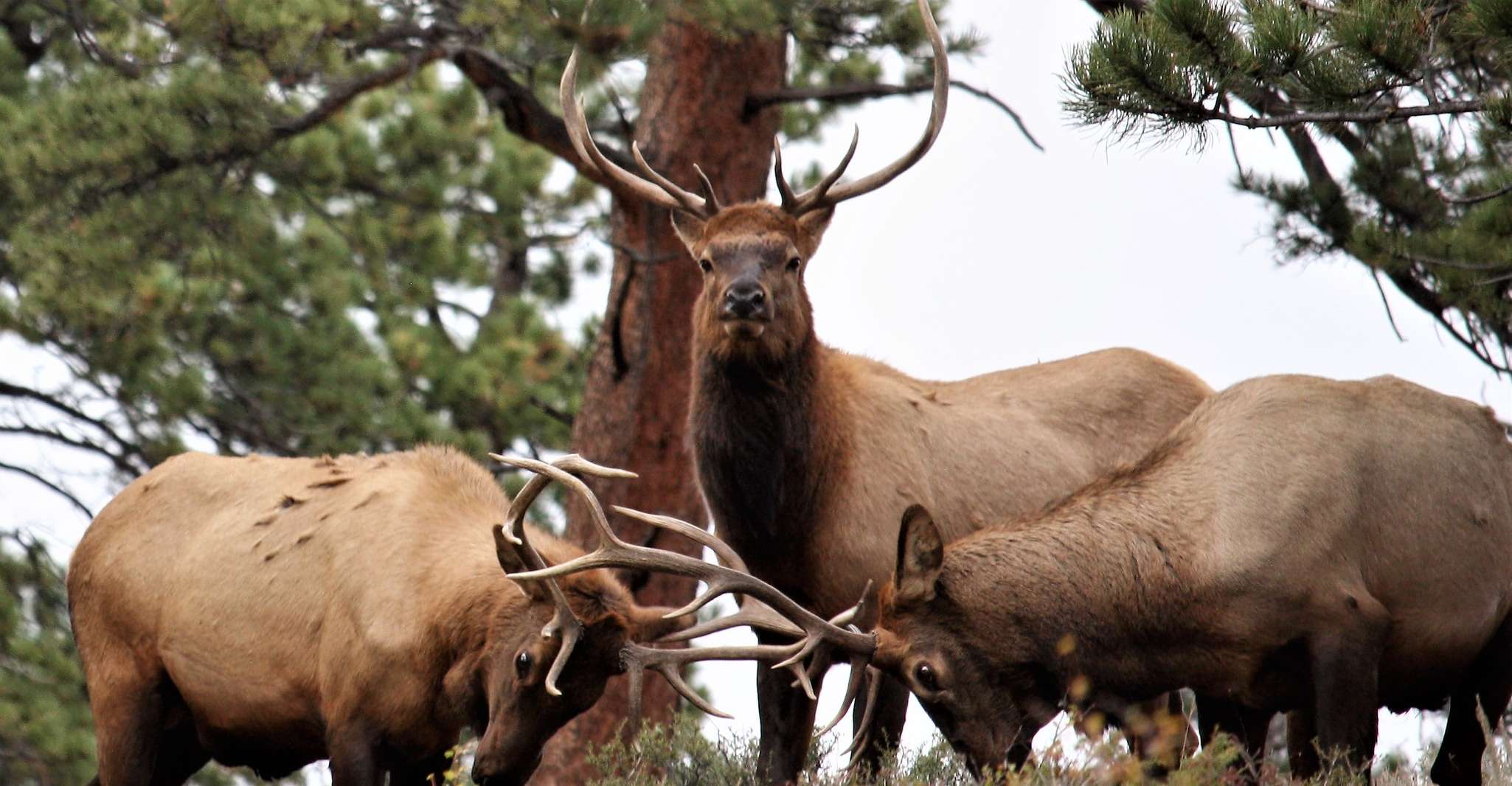 From Denver, Rocky Mountain National Park Day Trip and Lunch - Housity