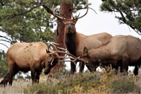 De Denver, excursion et déjeuner du parc national de Rocky Mountain et déjeuner - Housity