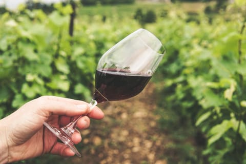 Vineyards and Hills E-Bike Tour in Bologna with Wine Tasting