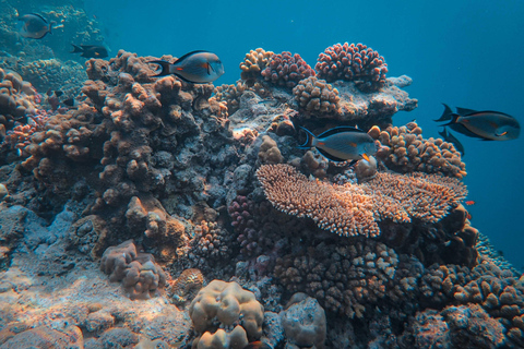 Salalah: Mirbat Snorkeling or Scuba Diving Adventure Mirbat Snorkeling Adventure – Meeting Point