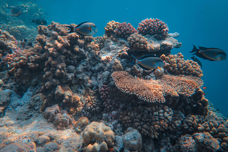 Salalah: Mirbat Snorkeling or Scuba Diving Adventure Mirbat Snorkeling Adventure – Meeting Point