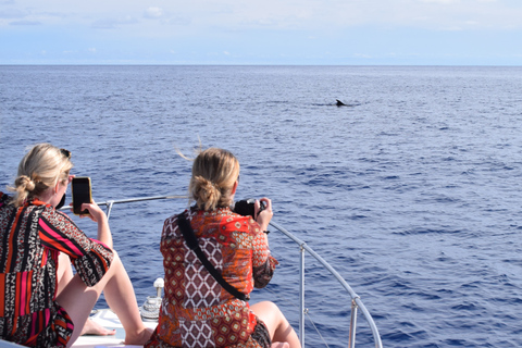 Madère : croisière d&#039;observation des baleines et des dauphins de 2,5 heuresCroisière de groupe