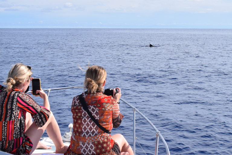 Madère : croisière d&#039;observation des baleines et des dauphins de 2,5 heuresCroisière de groupe