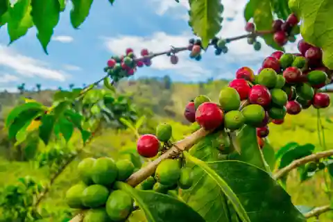 Marangu: passeio pela vila tradicional com experiência Chagga