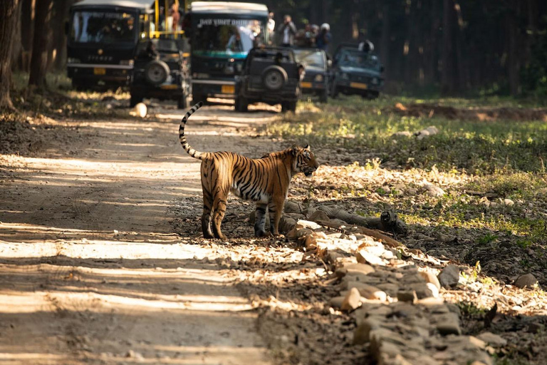 Från Jaipur: Privat rundtur med tigersafari i Ranthambore över natten