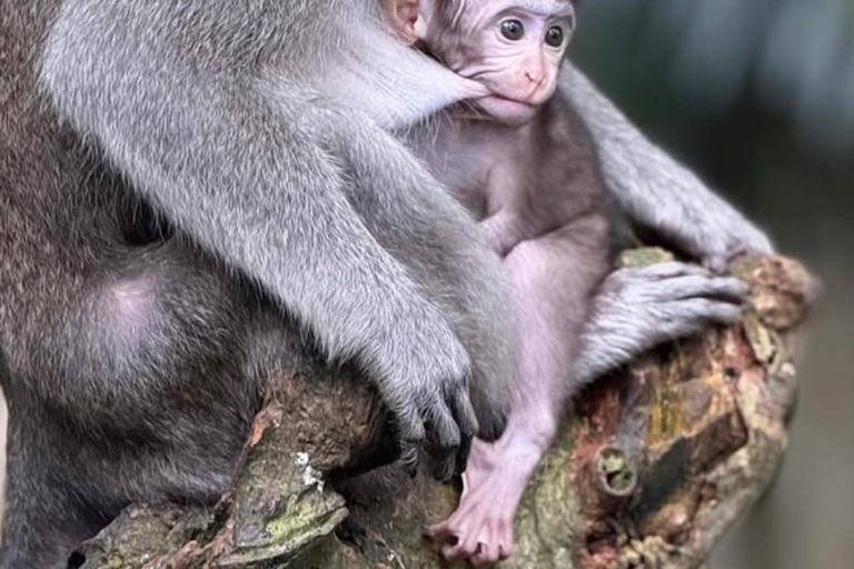 Monkey River, Ubud Market, Waterfall and Art Village Ubud Tour include Ticket