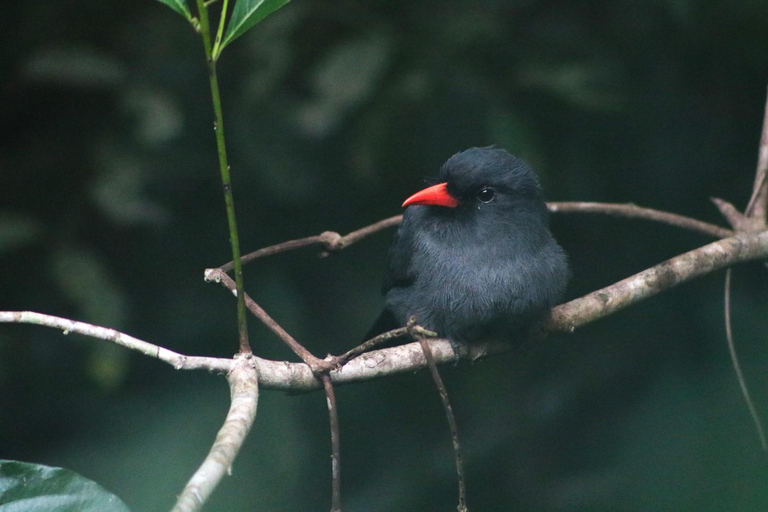 Puerto Maldonado: Sloth search by boat, visit to the rivers
