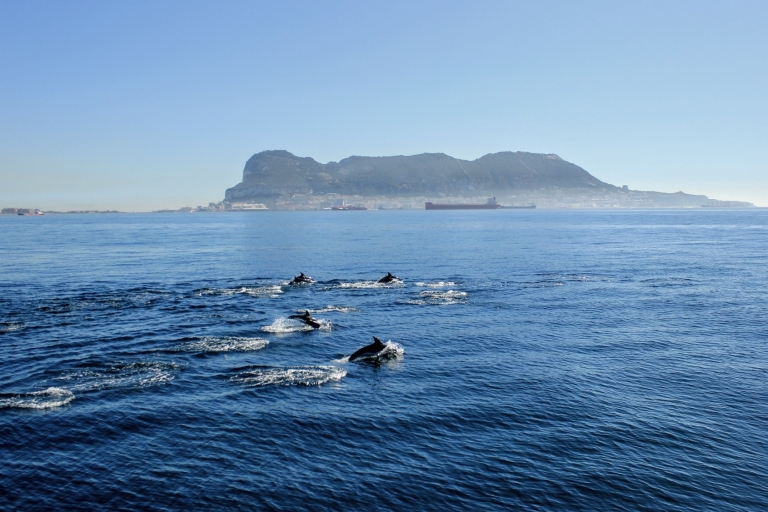 Baie de Gibraltar: croisière d'une heure et demie avec les dauphinsCroisière d'une heure avec les dauphins dans la baie de Gibraltar