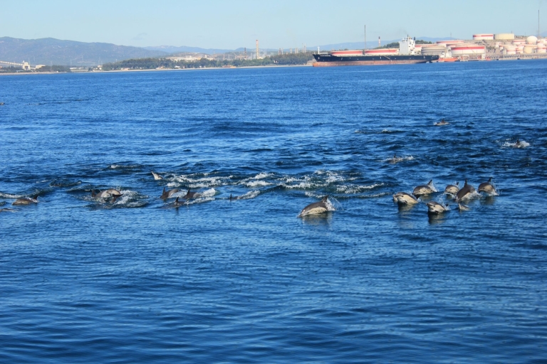 Baie de Gibraltar: croisière d'une heure et demie avec les dauphinsCroisière d'une heure avec les dauphins dans la baie de Gibraltar