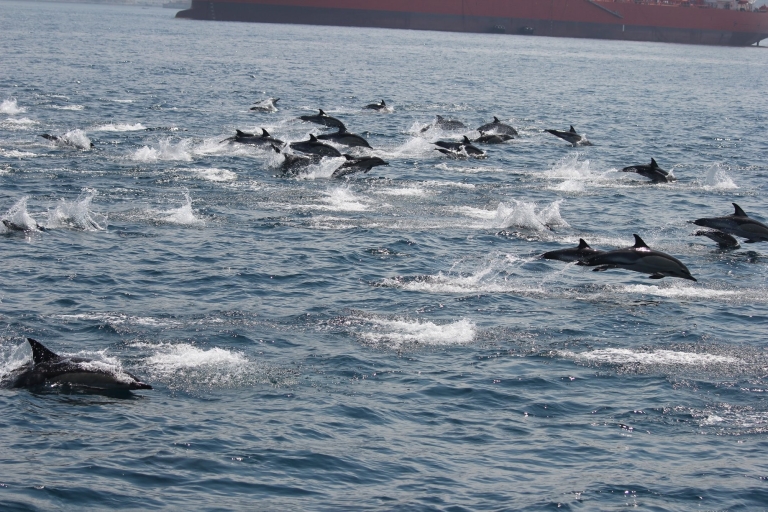 Tour de 1,5h para ver delfines en la bahía de Gibraltar