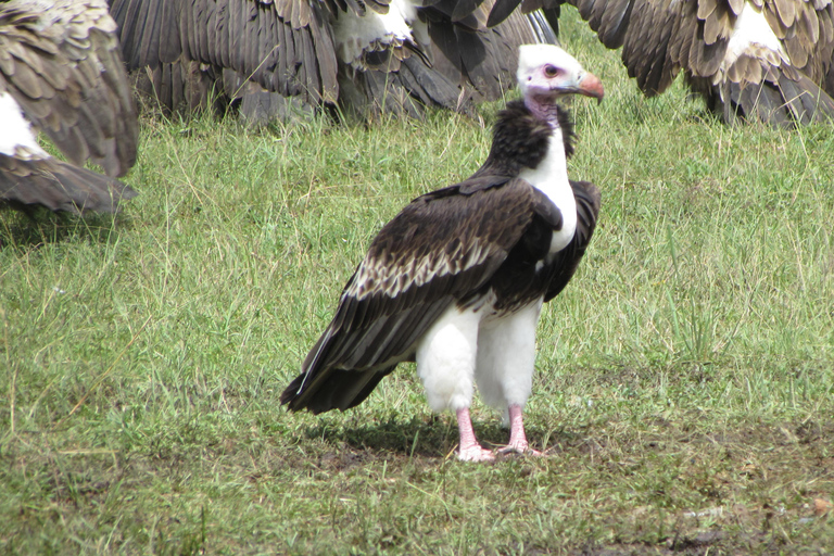 From Nairobi: 5-Day Samburu and Meru National Parks Safari