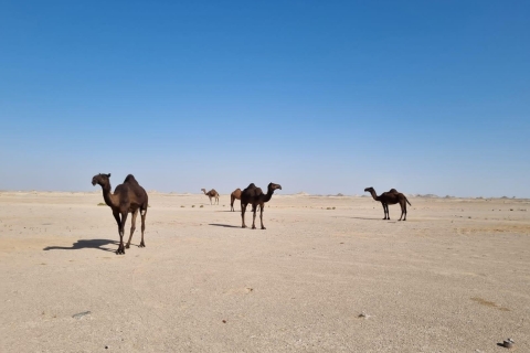Depuis Salalah : Safari dans le désert dans le quartier vide - Rub Al Khali